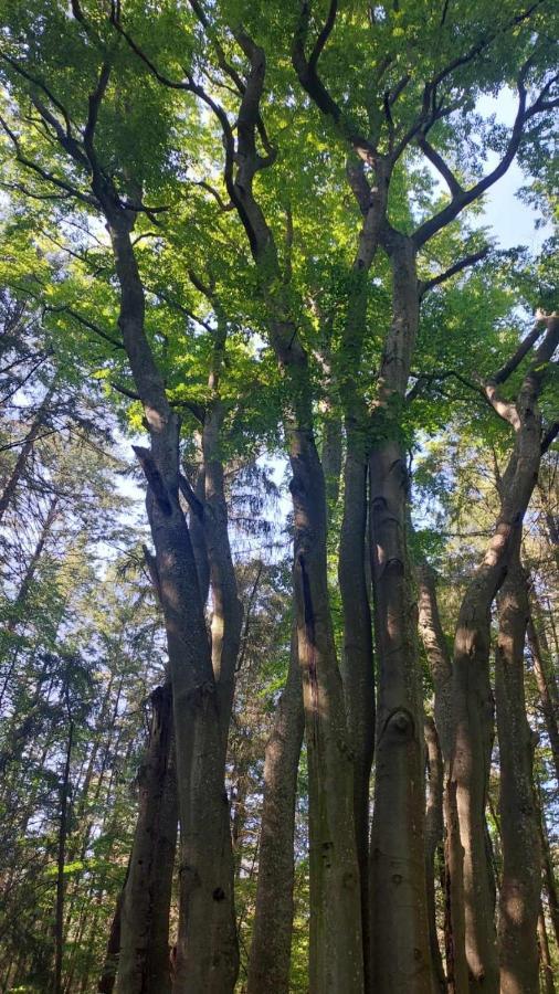 Dom W Trawach Διαμέρισμα Smoldzinski Las Εξωτερικό φωτογραφία